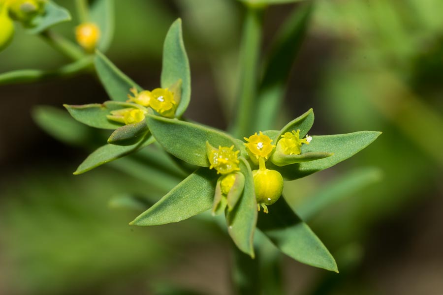 Euphorbia exigua / Euforbia sottile